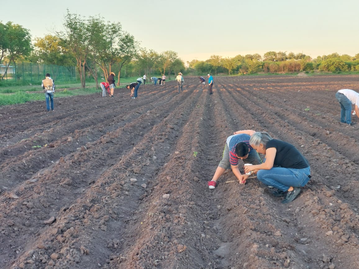 Siembran la flor de cempasúchil en terreno de Guamúchil