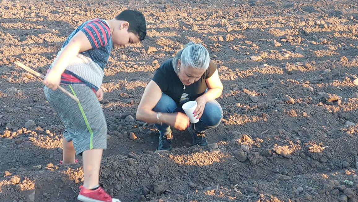 Siembran la flor de cempasúchil en terreno de Guamúchil