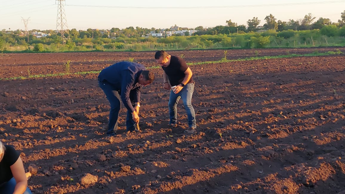 Siembran la flor de cempasúchil en terreno de Guamúchil
