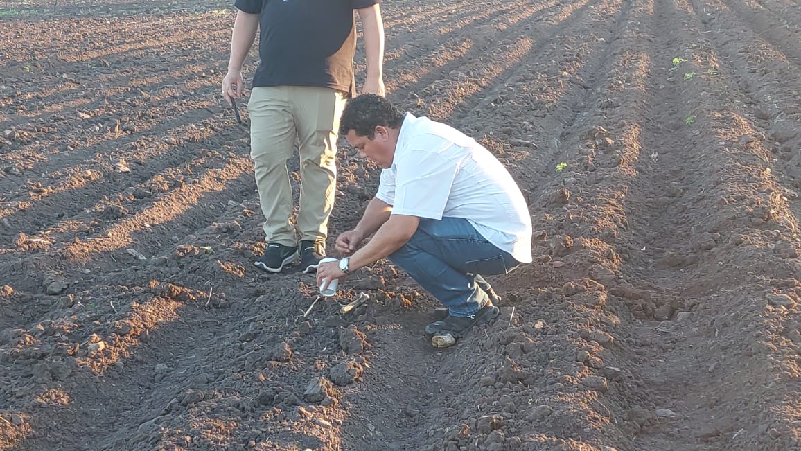 Siembran la flor de cempasúchil en terreno de Guamúchil
