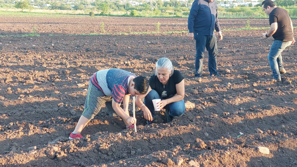 Siembran la flor de cempasúchil en terreno de Guamúchil