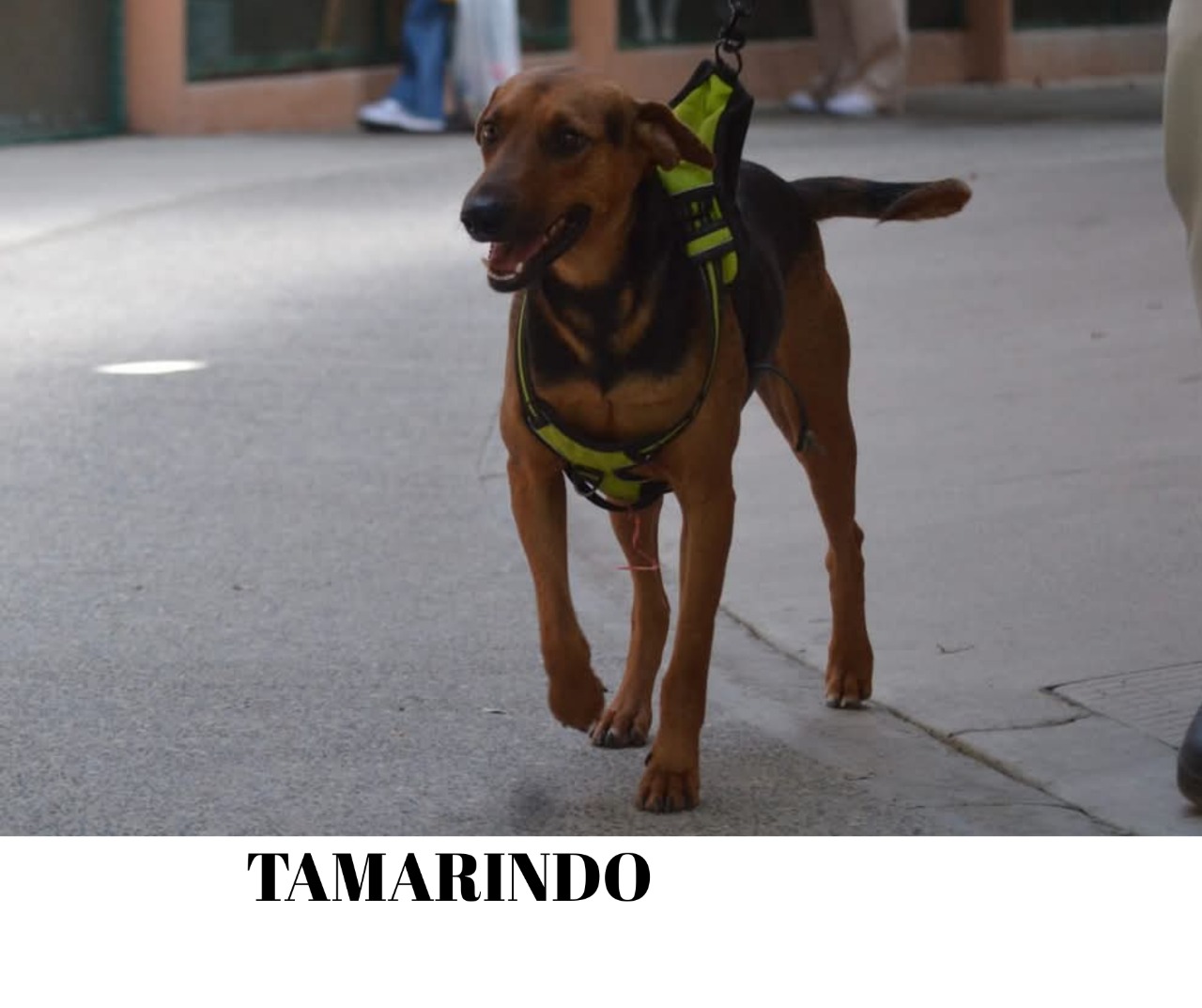 tamarindo