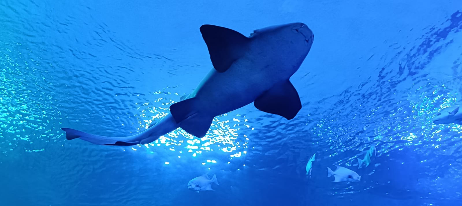 Gran Acuario de Mazatlán