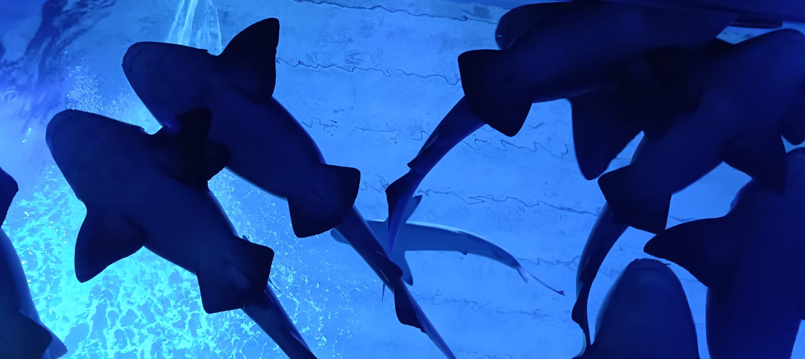 Gran Acuario de Mazatlán