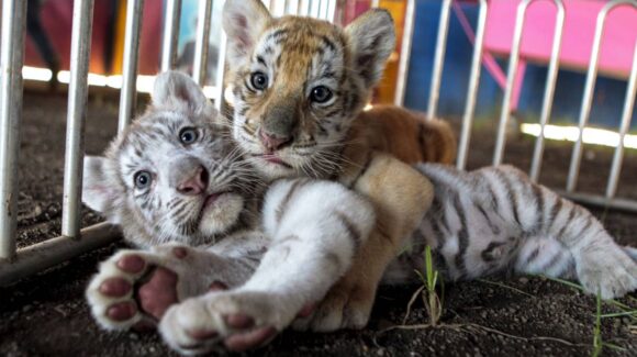 Llegan 4 tigres de bengala al Zoo de Culiacán; invitan a conocerlos GRATIS