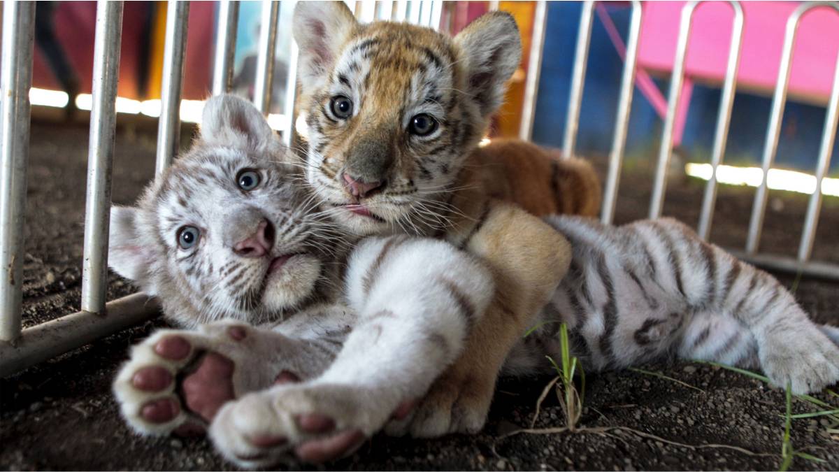tigres de bengala