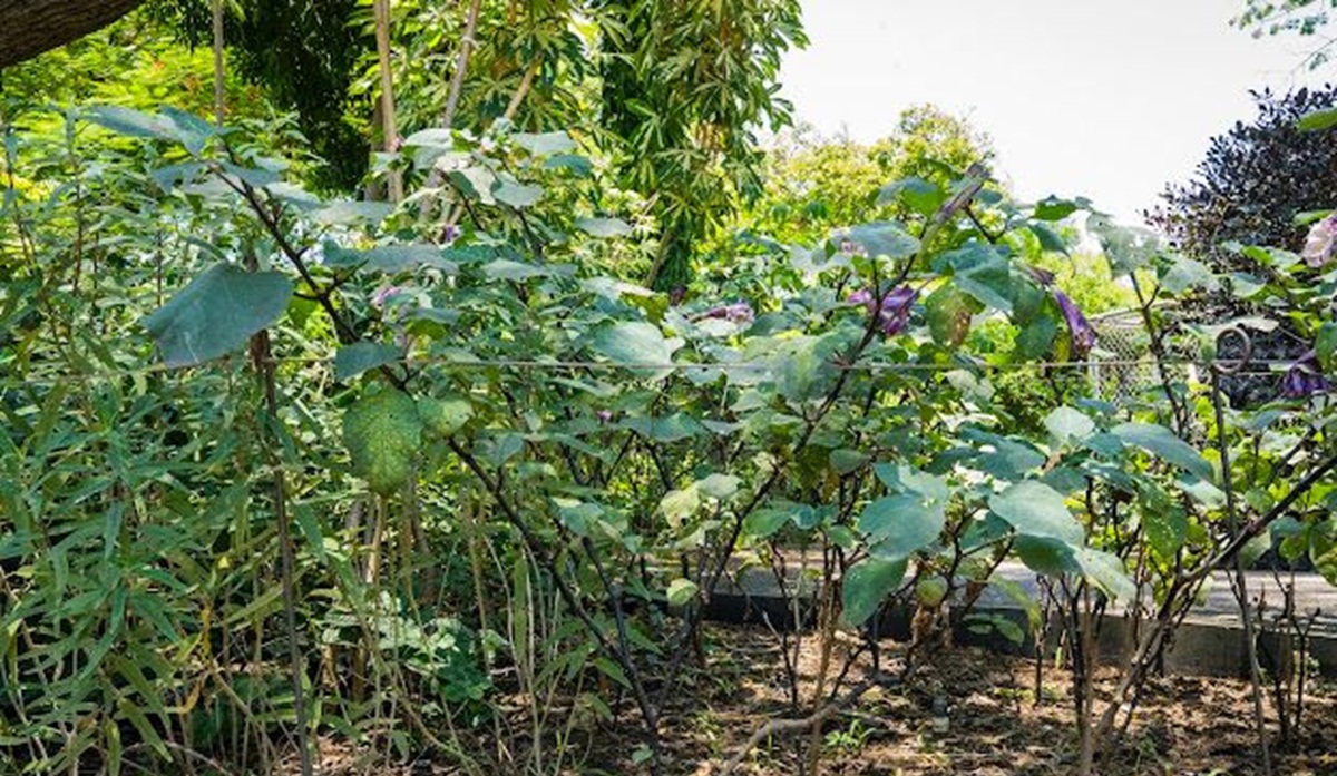 Toloache en Jardín de los Sentidos del Botánico Culiacán