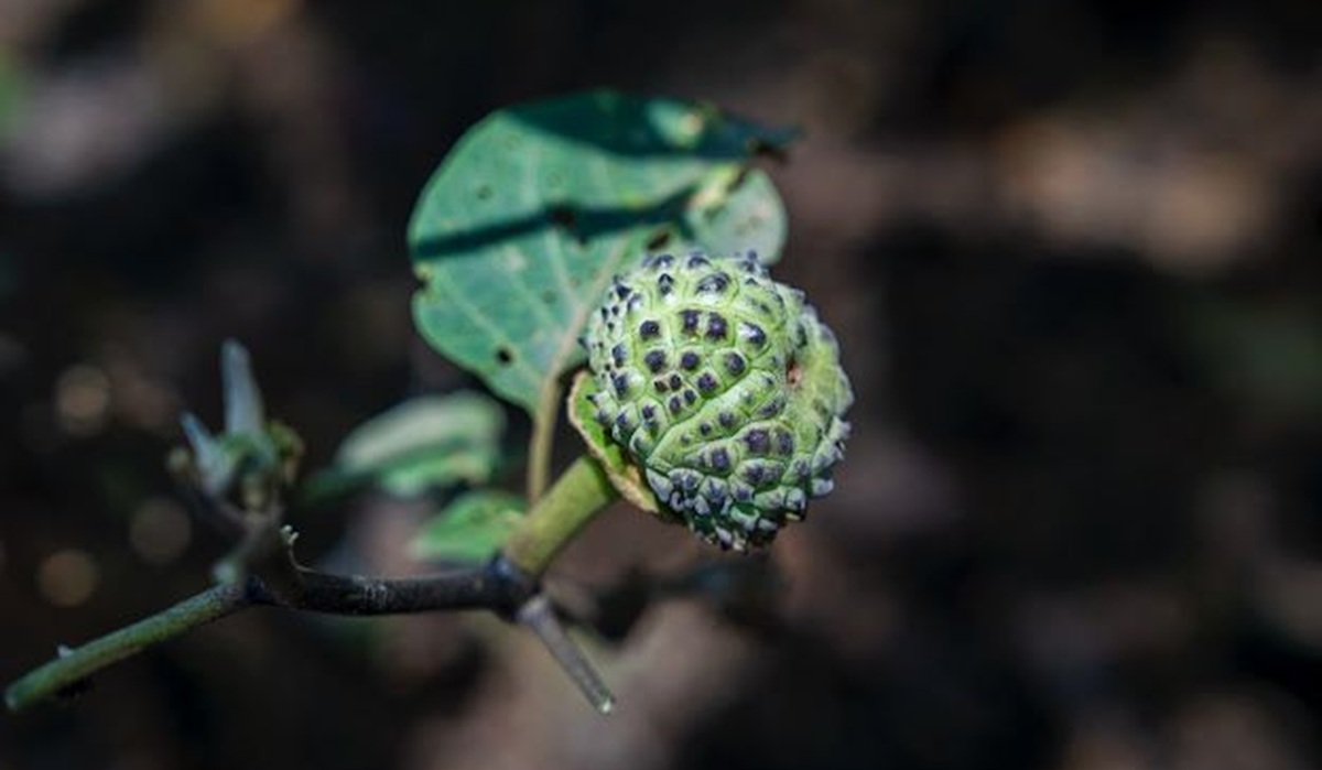 Toloache en Jardín de los Sentidos del Botánico Culiacán