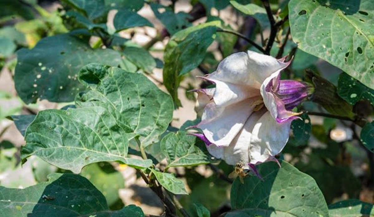 Toloache en Jardín de los Sentidos del Botánico Culiacán