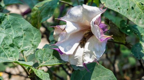 Descubre los mitos sobre el Toloache en la colección Jardín de los Sentidos del Botánico Culiacán
