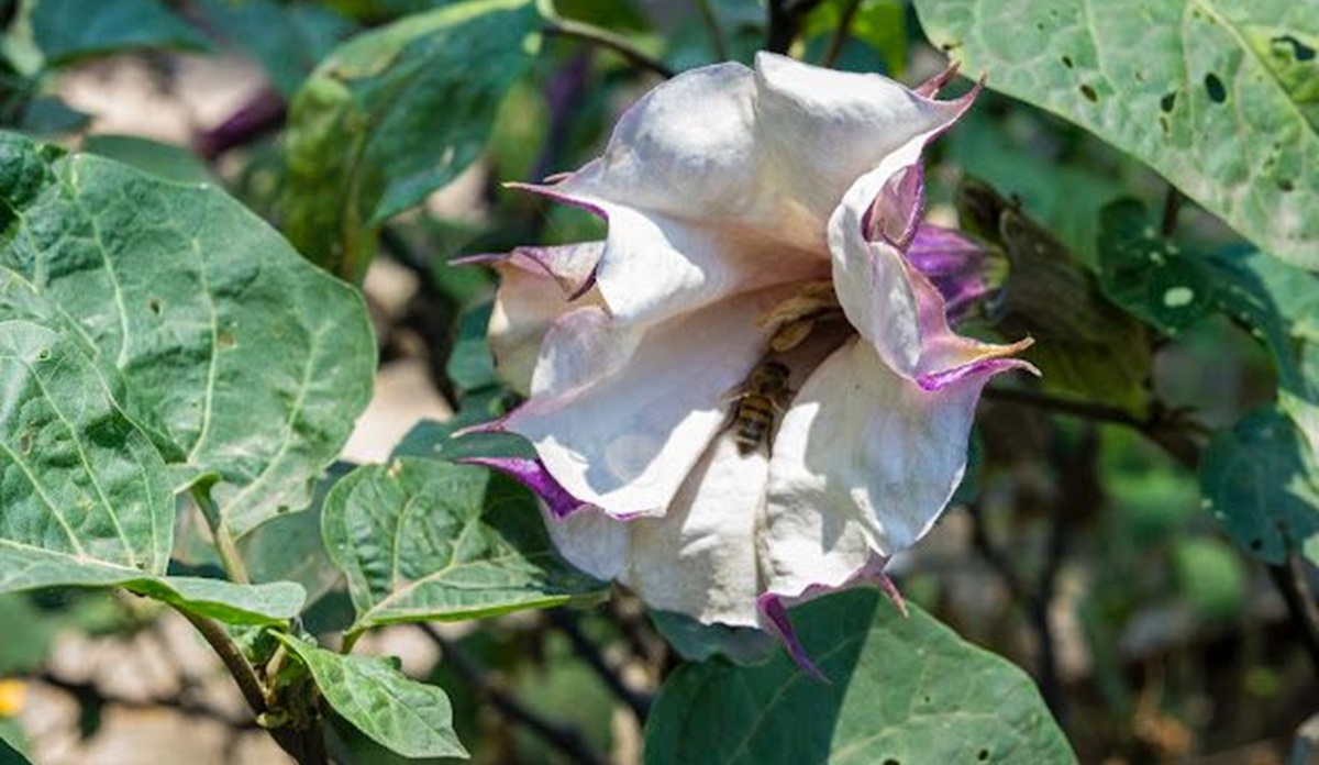 Toloache en Jardín de los Sentidos del Botánico Culiacán