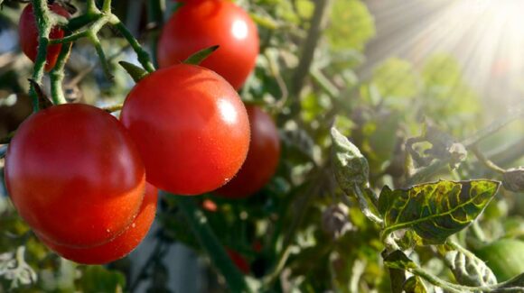 EU impone arancel de 17.09% al jitomate mexicano; productores temen impacto en exportaciones