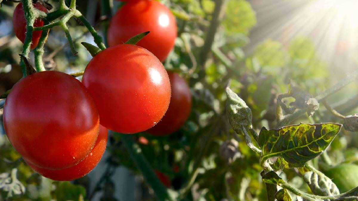 Anuncia EU arancel de 17.09% al jitomate mexicano