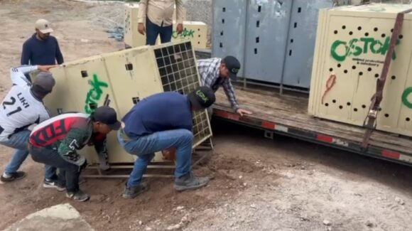 Trasladan otros 130 animales de Culiacán al nuevo Ostok Mazatlán