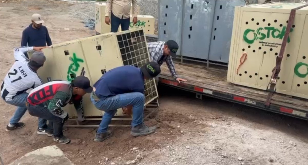 trasladan animales de culiacan a mazatlan