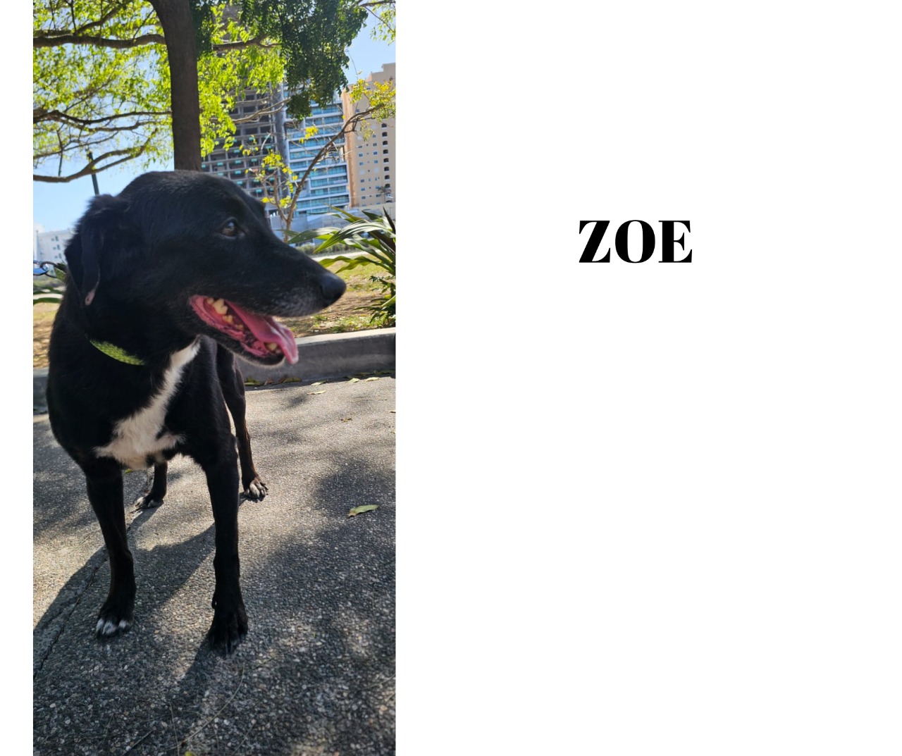 zoe perrito