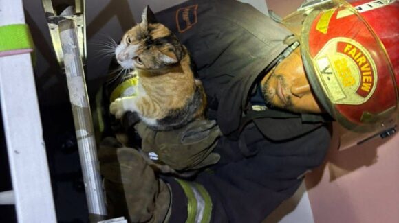 ¡Misión gatuna cumplida! Bomberos Veteranos de Mazatlán rescatan felino atrapado en un patio