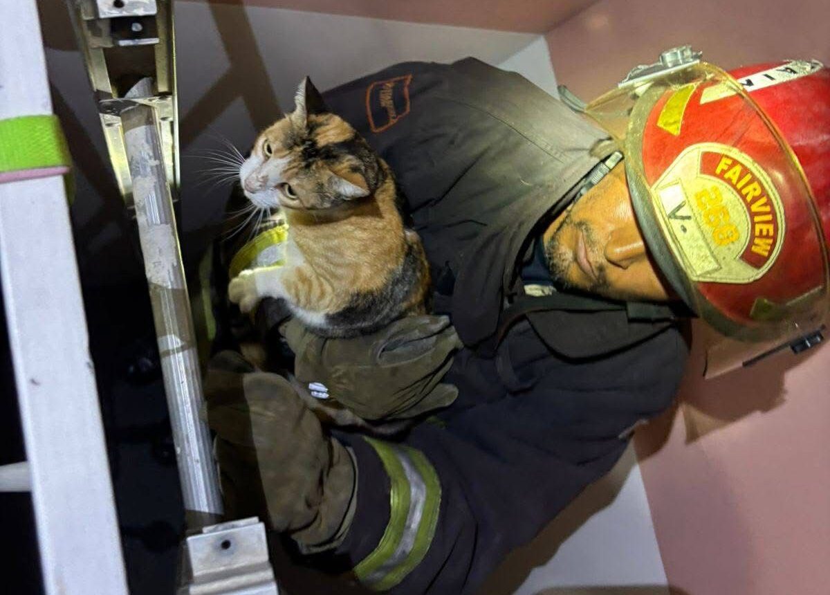 Bomberos rescatan un gato atrapado en Mazatlán