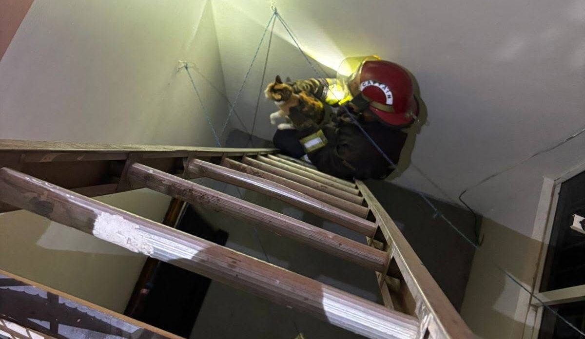 Bomberos rescatan un gato atrapado en Mazatlán