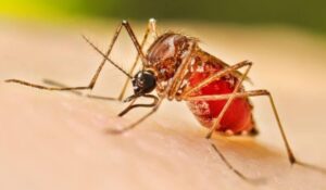 Reportan 41 casos confirmados de dengue en Sinaloa municipio; refuerzan acciones por temporada de lluvias
