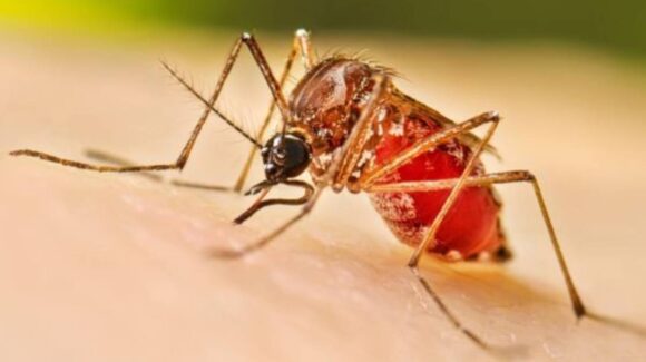 “Hay que anticiparnos”; van 379 casos de dengue en Sinaloa este 2026, SSA intensificará acciones preventivas por temporada de lluvias