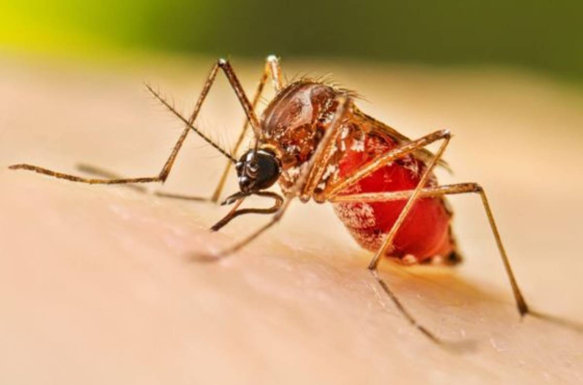 Mosquito Aedes aegypti.