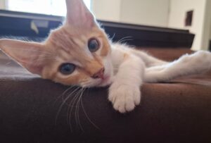 Día Internacional del Gato