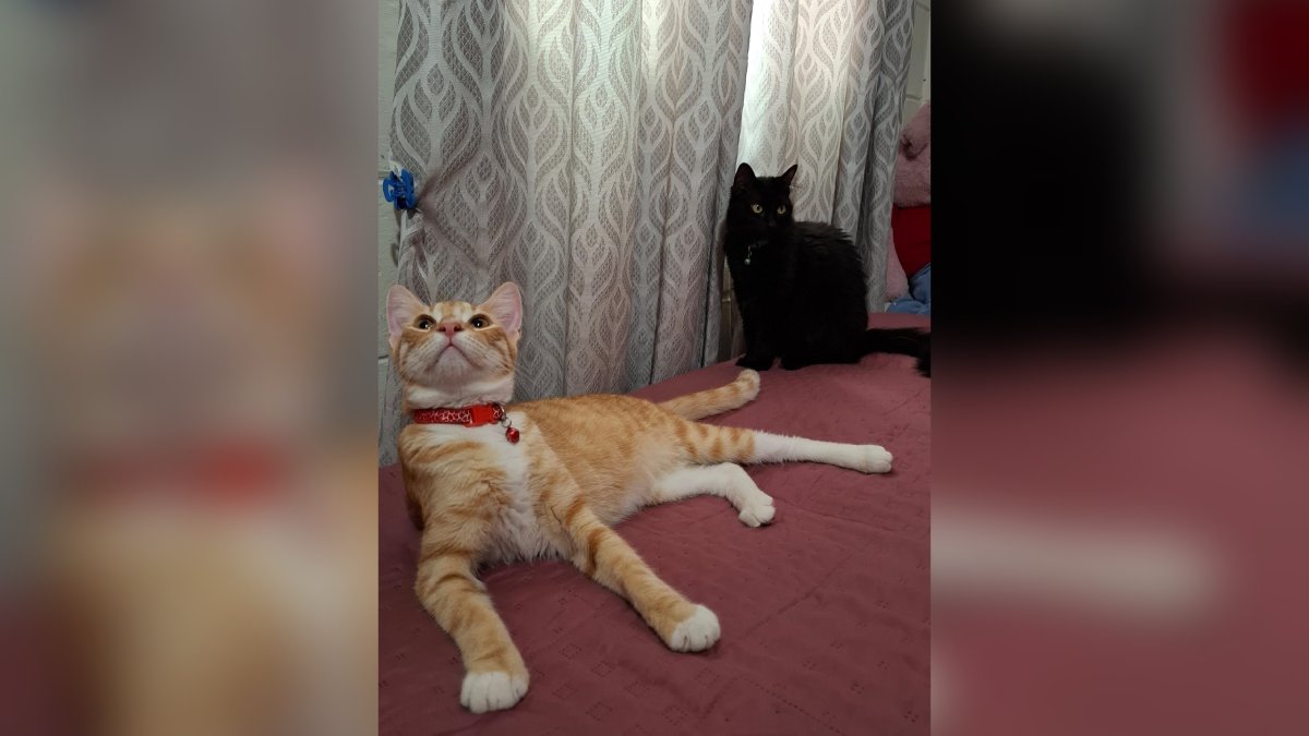 Día del Gato