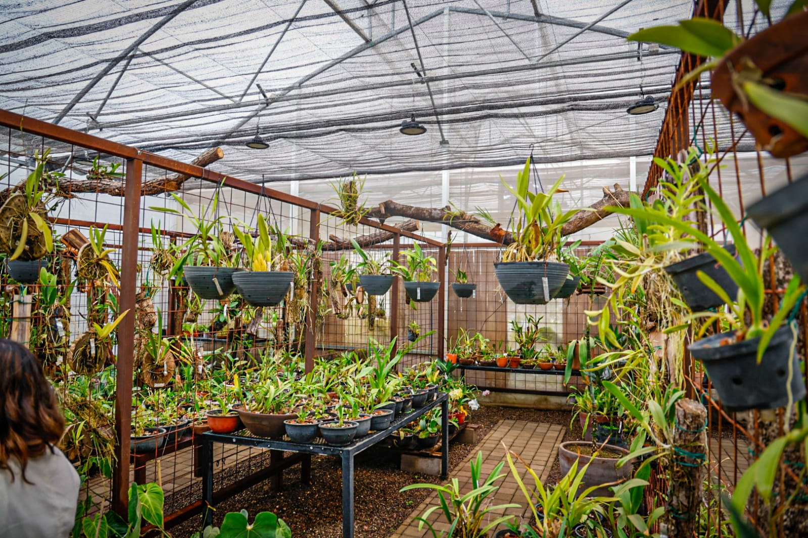 Empresarios sinaloenses impulsan al Jardín Botánico de Culiacán con el Desayuno Fondo Semilla 2025