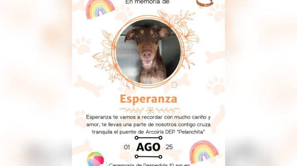 Esperanza ya descansa: perrita herida en ataque armado en Culiacán no logró sobrevivir