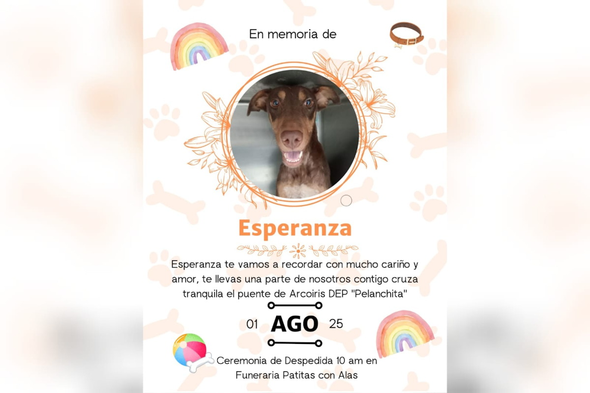 Esperanza perrita baleada en ataque armado en Culiacán