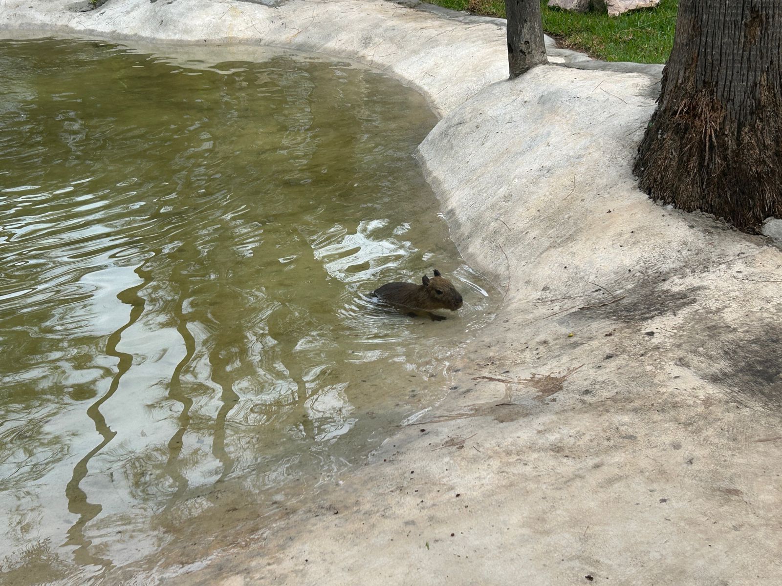 Los capibaras ya están listos para ser visitados en el Gran Acuario Mazatlán