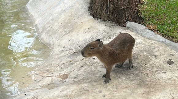 Los capibaras ya están listos para ser visitados este 4 de agosto en el Gran Acuario Mazatlán