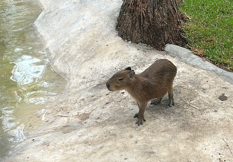 Los capibaras ya están listos para ser visitados en el Gran Acuario Mazatlán