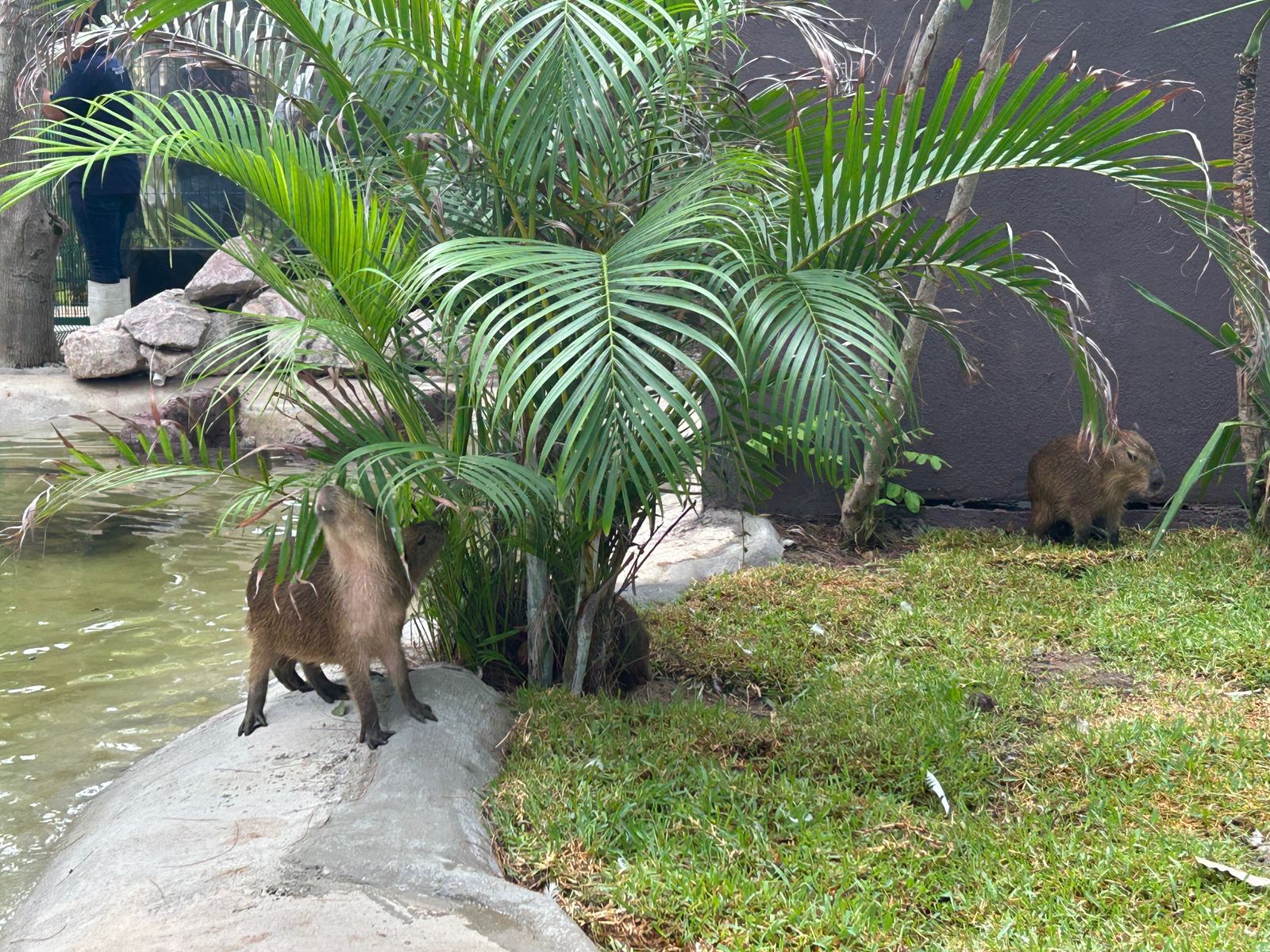Los capibaras ya están listos para ser visitados en el Gran Acuario Mazatlán