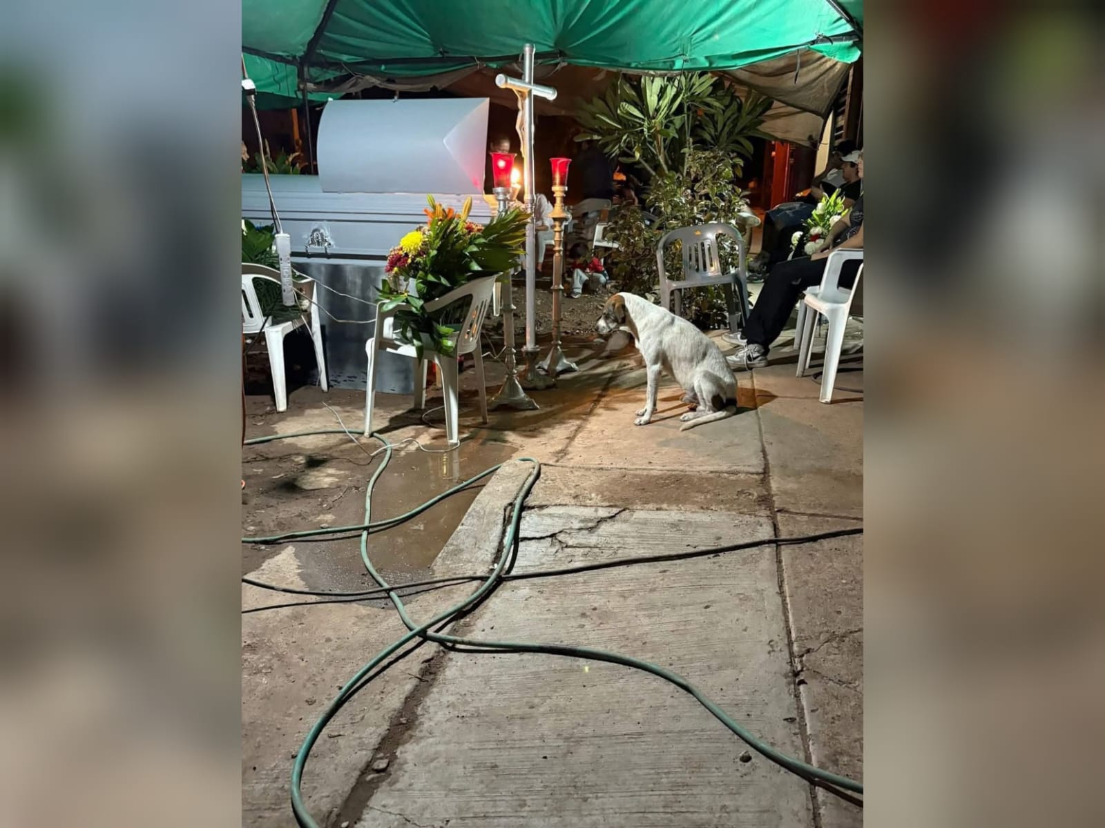 Perrito el pinto vela a su dueño atropellado en Los Mochis