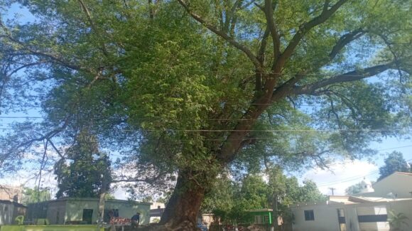 ¡Adiós a un gigante! Rayo incendia centenario árbol en Guasave
