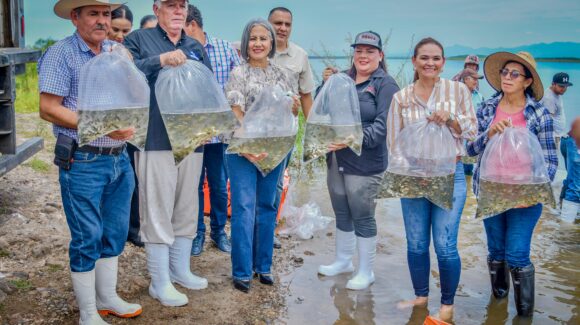 Siembran 500 mil alevines en la presa Eustaquio Buelna en Guamúchil y nace la esperanza en los pescadores