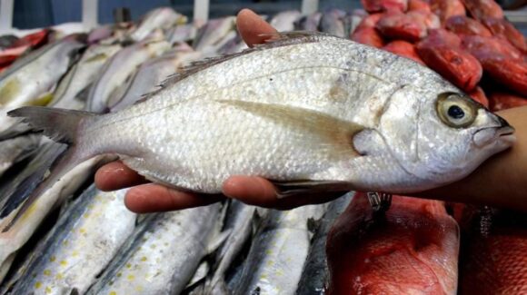 Arranca agosto con periodos de veda y de aprovechamiento de especies marinas