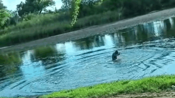 Hombre se tira al río de San José de Ahome tras ser atacado por abejas