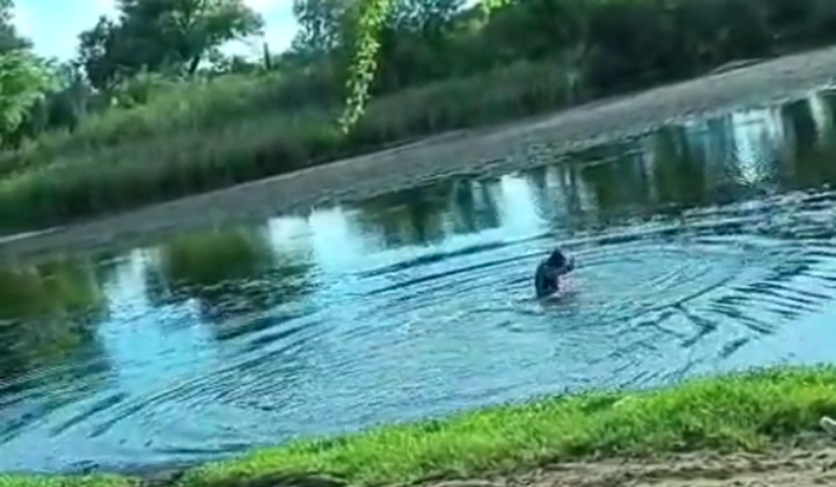 Hombre se avienta a un río en Ahome por ataque de abejas