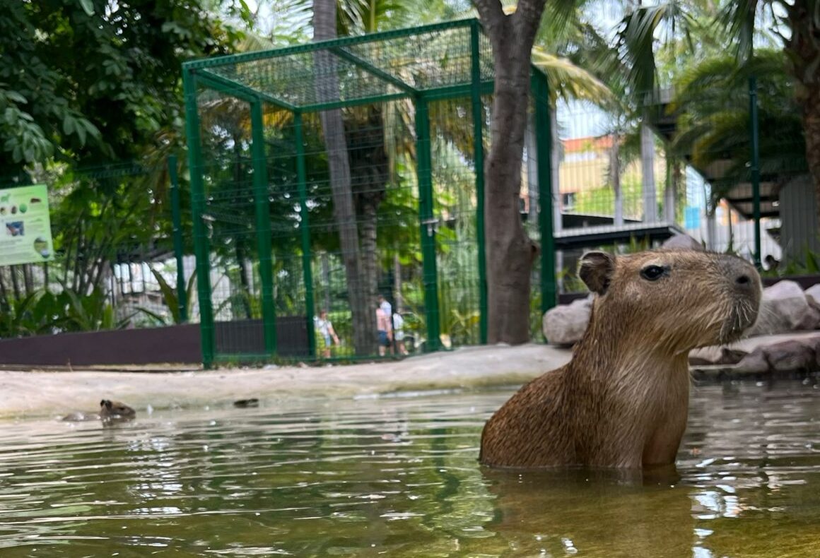 Capibara