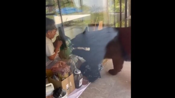 Viral: ¿Qué habrías hecho? Oso intenta robarle la mochila a albañil, en Nuevo León (video)