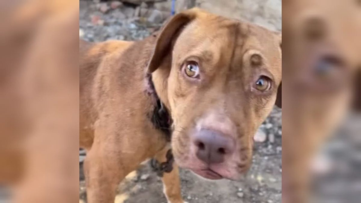 Maltrato animal en Mazatlán