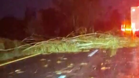 Árbol cede ante lluvias y viento sobre la Maxipista Culiacán-Mazatlán