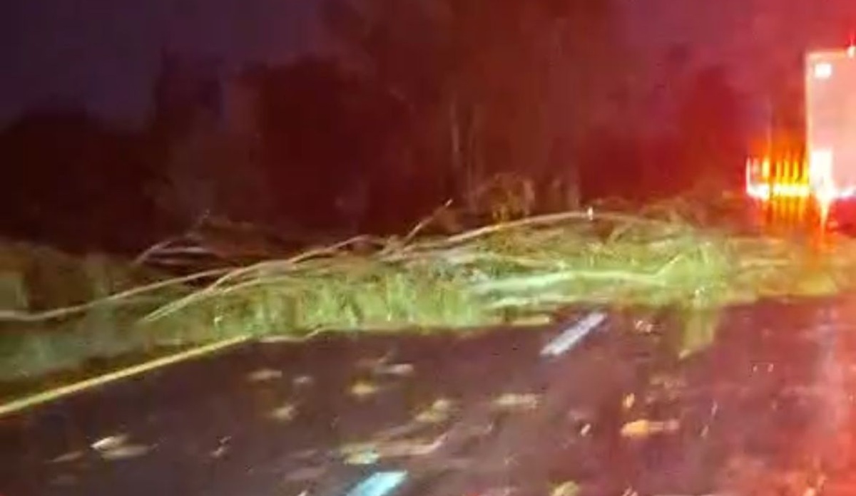 Lluvias provocan la caída de un árbol sobre la Maxipista Culiacán-Mazatlán
