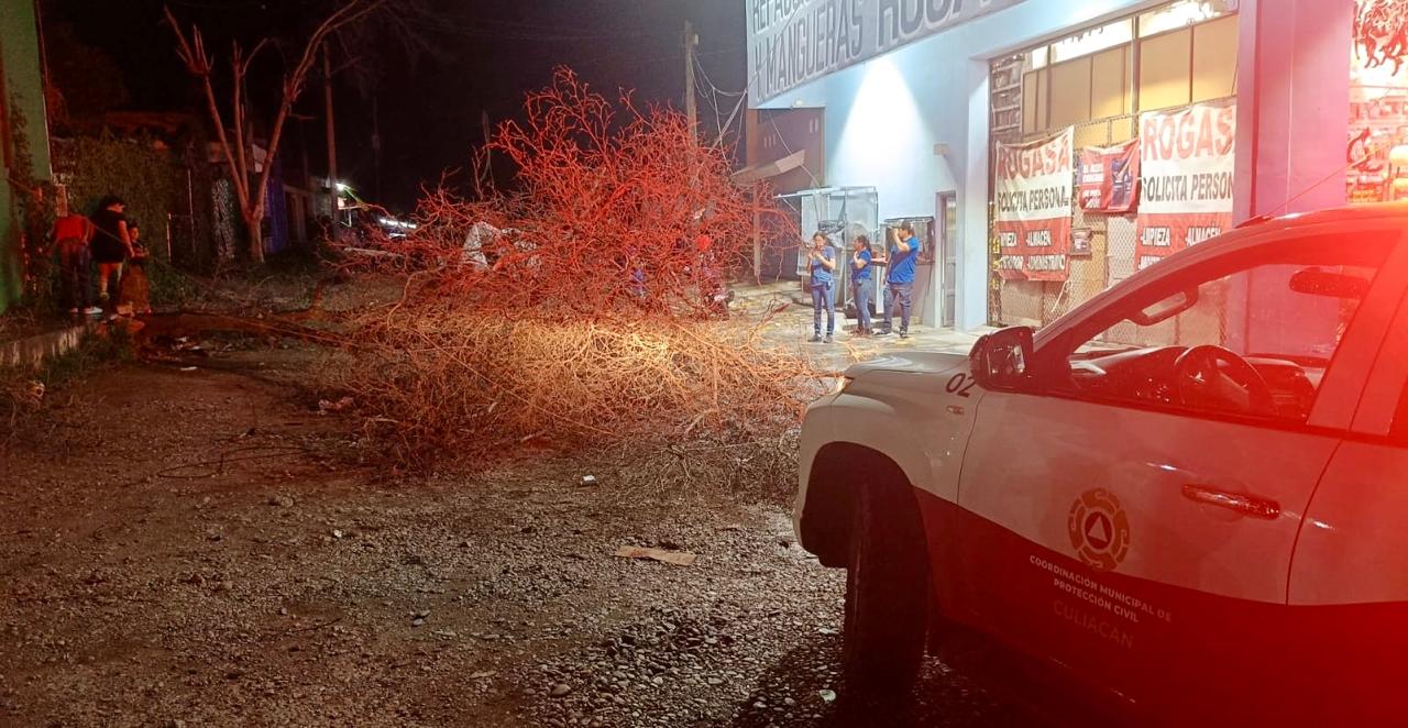 Árbol caído tras lluvia y fuertes vientos en Culiacán