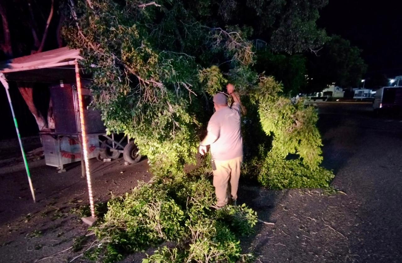 Árbol caído tras lluvia y fuertes vientos en Culiacán