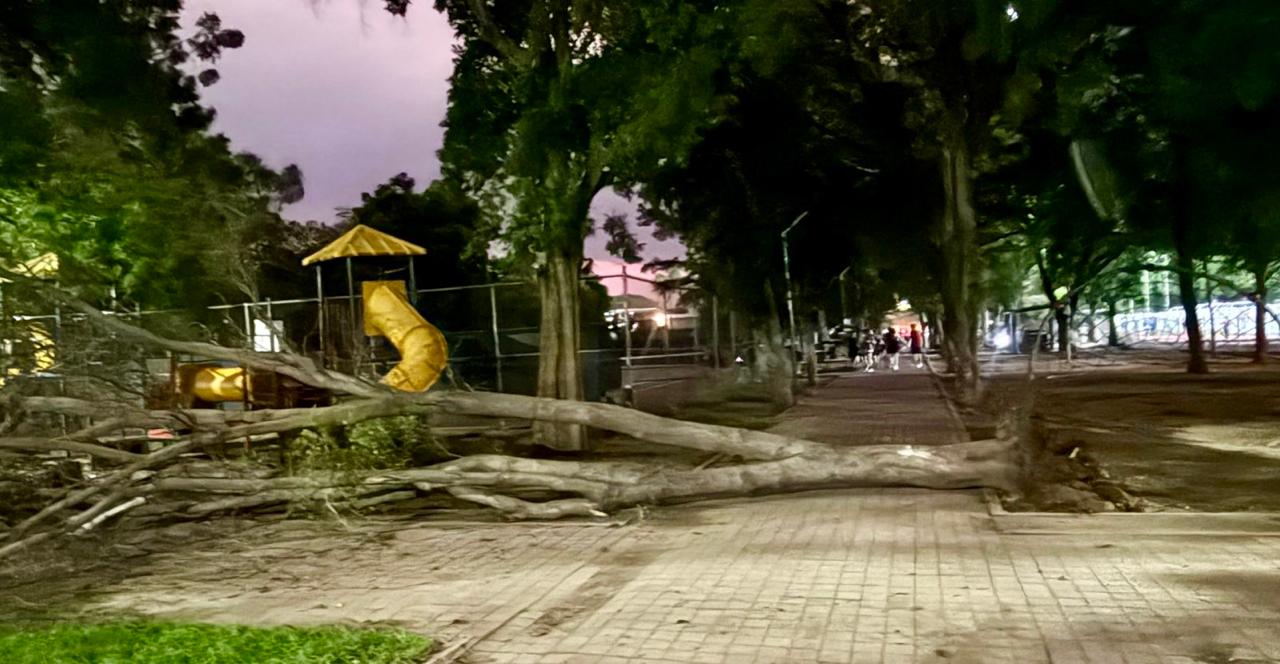 Árbol caído tras lluvia y fuertes vientos en Culiacán
