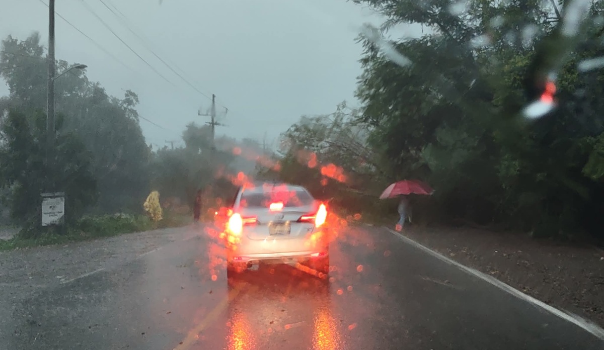Árboles caídos deja fuerte tormenta en Guasave